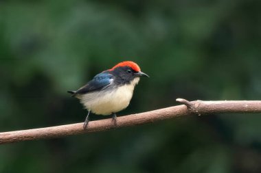 Hindistan, Assam, Karimganj 'daki Dosdewa' da görülen kırmızı sırtlı çiçek gagalı (Dicaeum cruentatum)