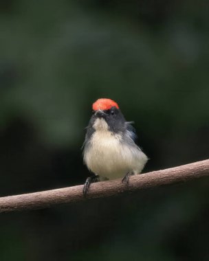 Hindistan, Assam, Karimganj 'daki Dosdewa' da görülen kırmızı sırtlı çiçek gagalı (Dicaeum cruentatum)