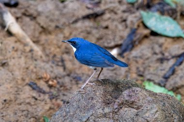 Sibirya mavisi robin (Larvivora siyane) Karimganj, Assam, Hindistan 'da Dosdewa' da görüldü.