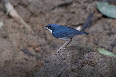 Sibirya mavisi robin (Larvivora siyane) Karimganj, Assam, Hindistan 'da Dosdewa' da görüldü.