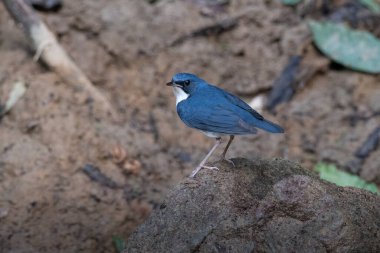 Sibirya mavisi robin (Larvivora siyane) Karimganj, Assam, Hindistan 'da Dosdewa' da görüldü.
