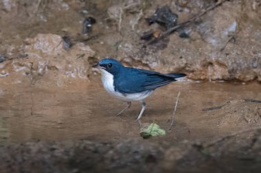 Sibirya mavisi robin (Larvivora siyane) Karimganj, Assam, Hindistan 'da Dosdewa' da görüldü.