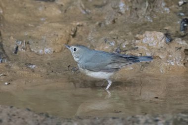 Sibirya mavisi robin (Larvivora siyane) Karimganj, Assam, Hindistan 'da Dosdewa' da görüldü.
