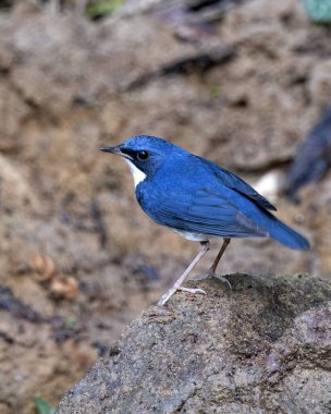 Sibirya mavisi robin (Larvivora siyane) Karimganj, Assam, Hindistan 'da Dosdewa' da görüldü.