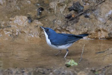 Sibirya mavisi robin (Larvivora siyane) Karimganj, Assam, Hindistan 'da Dosdewa' da görüldü.
