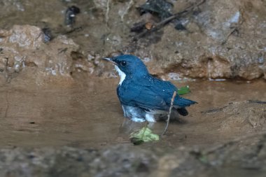 Sibirya mavisi robin (Larvivora siyane) Karimganj, Assam, Hindistan 'da Dosdewa' da görüldü.
