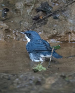 Sibirya mavisi robin (Larvivora siyane) Karimganj, Assam, Hindistan 'da Dosdewa' da görüldü.