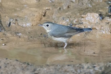Sibirya mavisi robin (Larvivora siyane) Karimganj, Assam, Hindistan 'da Dosdewa' da görüldü.