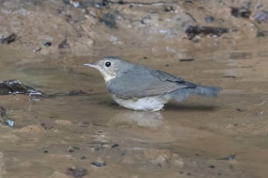 Sibirya mavisi robin (Larvivora siyane) Karimganj, Assam, Hindistan 'da Dosdewa' da görüldü.