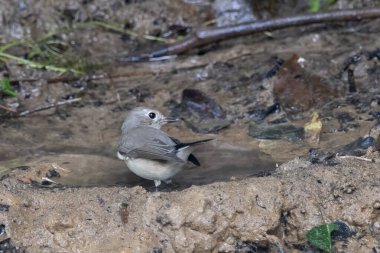 Taiga sinekkapanı (Ficedula albicilla) Karimganj, Assam, Hindistan 'da Dosdewa' da görüldü.