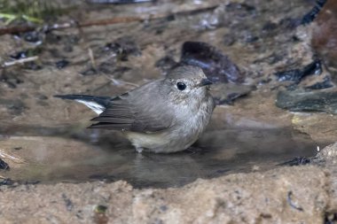 Taiga sinekkapanı (Ficedula albicilla) Karimganj, Assam, Hindistan 'da Dosdewa' da görüldü.