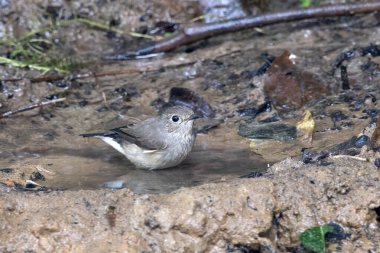Taiga sinekkapanı (Ficedula albicilla) Karimganj, Assam, Hindistan 'da Dosdewa' da görüldü.