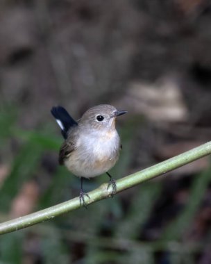 Taiga sinekkapanı (Ficedula albicilla) Karimganj, Assam, Hindistan 'da Dosdewa' da görüldü.