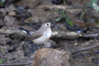 Taiga sinekkapanı (Ficedula albicilla) Karimganj, Assam, Hindistan 'da Dosdewa' da görüldü.