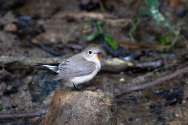 Taiga sinekkapanı (Ficedula albicilla) Karimganj, Assam, Hindistan 'da Dosdewa' da görüldü.