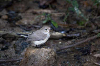 Taiga sinekkapanı (Ficedula albicilla) Karimganj, Assam, Hindistan 'da Dosdewa' da görüldü.
