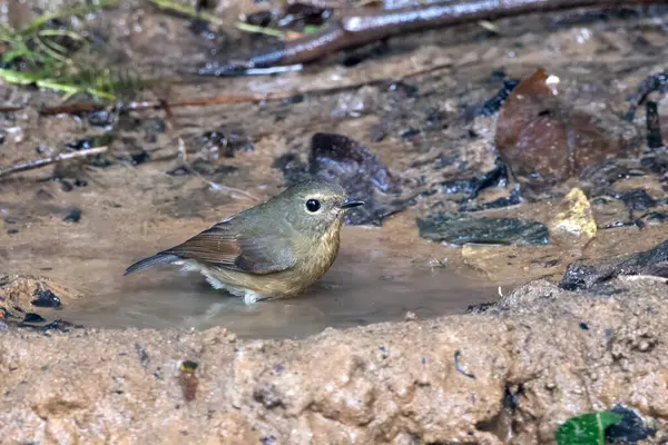 Karimganj, Assam, Hindistan 'da Dosdewa' da görülen karlı kaşlı sinek yakalayıcı (Ficedula hyperythra)
