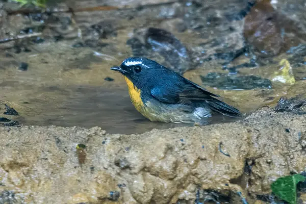 Karimganj, Assam, Hindistan 'da Dosdewa' da görülen karlı kaşlı sinek yakalayıcı (Ficedula hyperythra)