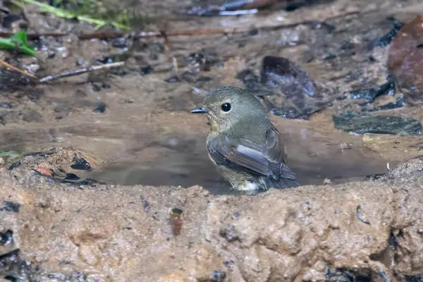 Karimganj, Assam, Hindistan 'da Dosdewa' da görülen karlı kaşlı sinek yakalayıcı (Ficedula hyperythra)