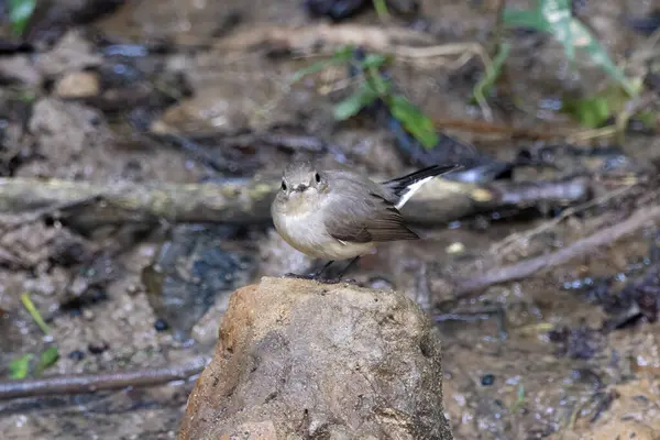 Taiga sinekkapanı (Ficedula albicilla) Karimganj, Assam, Hindistan 'da Dosdewa' da görüldü.