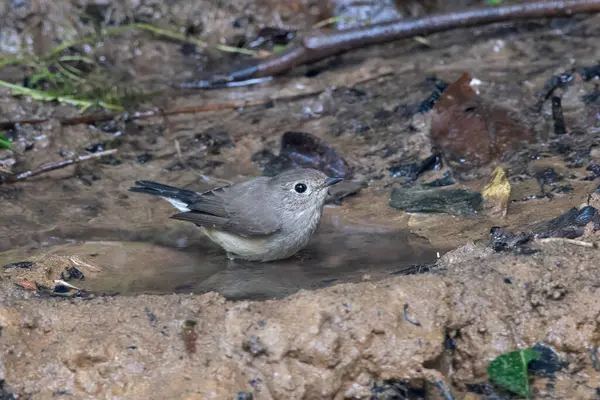 Taiga sinekkapanı (Ficedula albicilla) Karimganj, Assam, Hindistan 'da Dosdewa' da görüldü.