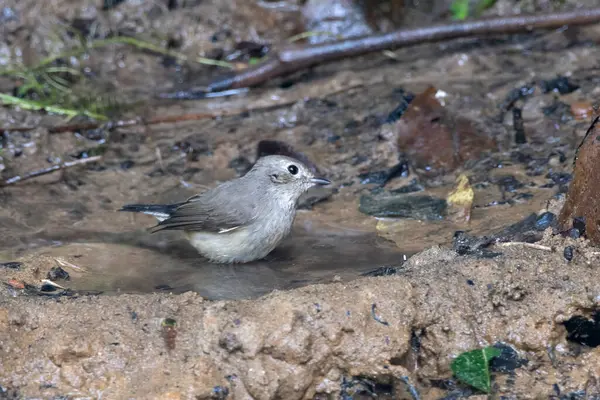 Taiga sinekkapanı (Ficedula albicilla) Karimganj, Assam, Hindistan 'da Dosdewa' da görüldü.