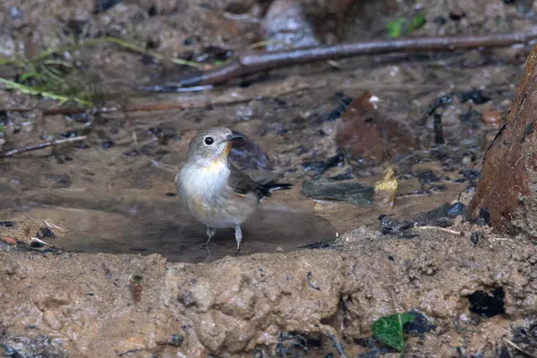 Taiga sinekkapanı (Ficedula albicilla) Karimganj, Assam, Hindistan 'da Dosdewa' da görüldü.