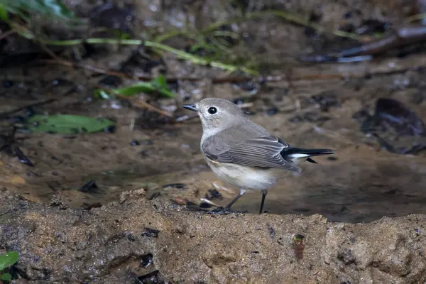 Taiga sinekkapanı (Ficedula albicilla) Karimganj, Assam, Hindistan 'da Dosdewa' da görüldü.