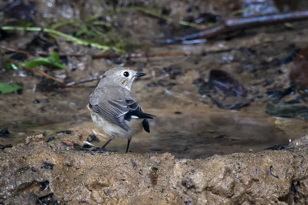 Taiga sinekkapanı (Ficedula albicilla) Karimganj, Assam, Hindistan 'da Dosdewa' da görüldü.