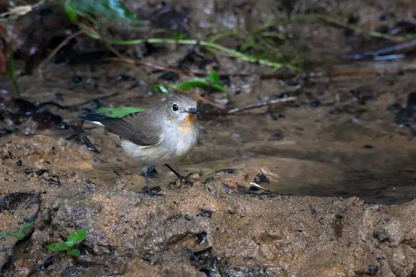 Taiga sinekkapanı (Ficedula albicilla) Karimganj, Assam, Hindistan 'da Dosdewa' da görüldü.