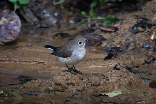 Taiga sinekkapanı (Ficedula albicilla) Karimganj, Assam, Hindistan 'da Dosdewa' da görüldü.