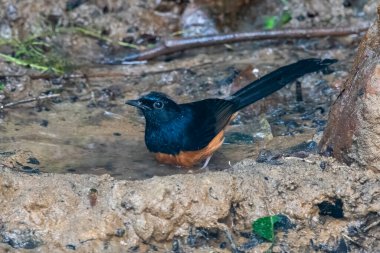 Beyaz popolu shama (Copsychus malabaricus) Karimganj, Assam, Hindistan 'da Dosdewa' da görüldü.