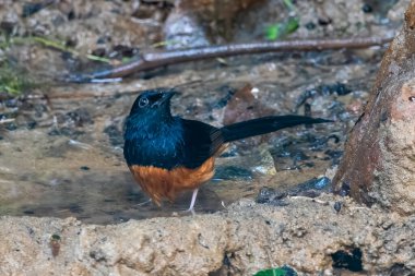 Beyaz popolu shama (Copsychus malabaricus) Karimganj, Assam, Hindistan 'da Dosdewa' da görüldü.