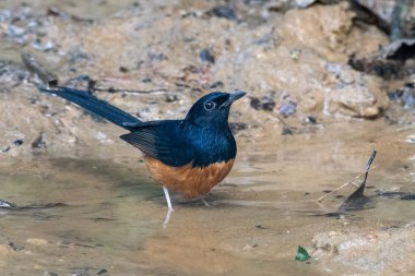 Beyaz popolu shama (Copsychus malabaricus) Karimganj, Assam, Hindistan 'da Dosdewa' da görüldü.