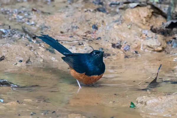 Beyaz popolu shama (Copsychus malabaricus) Karimganj, Assam, Hindistan 'da Dosdewa' da görüldü.