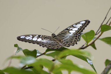 Clipper Butterfly (Parthenos sylvia), Hindistan 'ın Assam eyaletinin Karimganj kentindeki Dosdewa şehrinde gözlemlenen nemfobik kelebek türü.