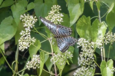 Clipper Butterfly (Parthenos sylvia), Hindistan 'ın Assam eyaletinin Karimganj kentindeki Dosdewa şehrinde gözlemlenen nemfobik kelebek türü.