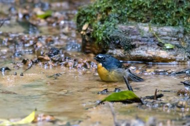 Karimganj, Assam, Hindistan 'da Dosdewa' da görülen karlı kaşlı sinek yakalayıcı (Ficedula hyperythra)