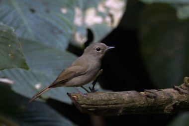 Açık mavi sinekkapan Cyornis unicolor Karimganj, Assam, Hindistan 'da Dosdewa' da görüldü.
