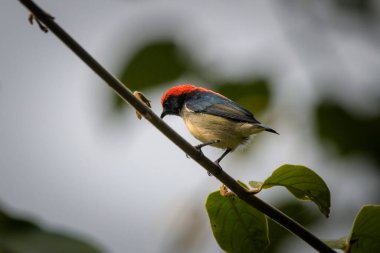 Kızıl sırtlı çiçekli Dicaeum cruentatum Karimganj, Assam, Hindistan 'da Dosdewa' da görüldü.