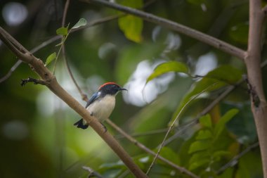 Kızıl sırtlı çiçekli Dicaeum cruentatum Karimganj, Assam, Hindistan 'da Dosdewa' da görüldü.