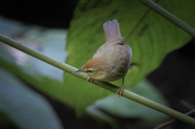 Pin-striped tit-babbler Mixornis gularis seen at Dosdewa in Karimganj, Assam, India