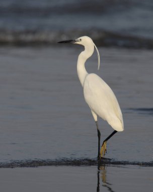 Little Egret (Egretta garzetta) from the family Ardeidae seen wading gracefully in shallow coastal waters at Arnala Jetty, Maharashtra, India.