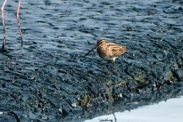 Pin-tailed Snipe (Gallinago stenura) from the family Scolopacidae seen walking on wetland mudflat at Thane, Maharashtra, India, a migratory shorebird species.