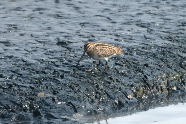 Pin-tailed Snipe (Gallinago stenura) from the family Scolopacidae seen walking on wetland mudflat at Thane, Maharashtra, India, a migratory shorebird species.