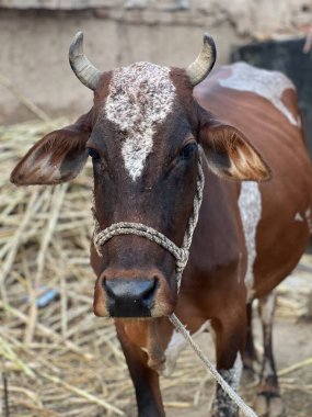 İnek kafası, kapat.