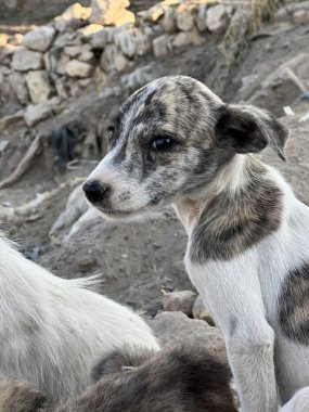 Hayvanat bahçesindeki köpek