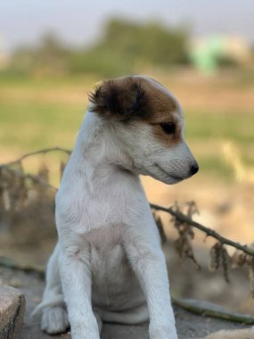 Şirin bir köpeğin portresi.