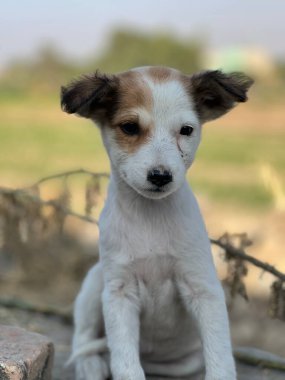 Şirin bir köpeğin portresi.