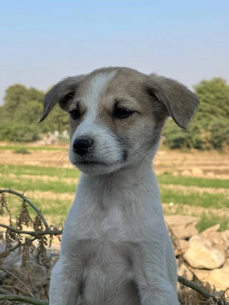 Portretul Unui Câine Drăguț — Fotografie, imagine de stoc
